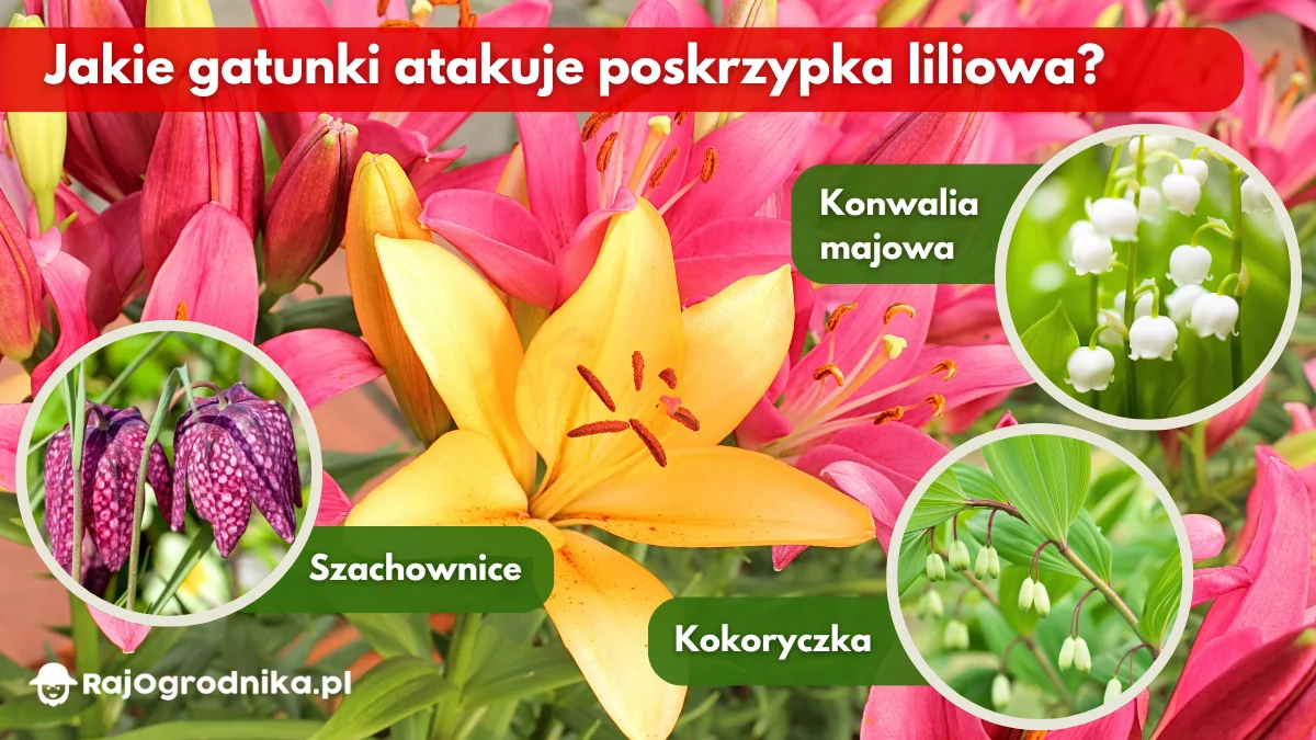 Jakie-gatunki-roślin-atakuje-poskrzypka-liliowa-blog-rajogrodnika